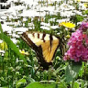 Meet your Posher, Susan